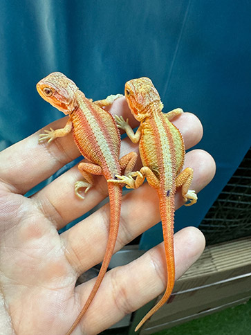 ブリーダー参考写真