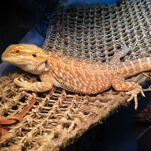 ハイカラー02/03