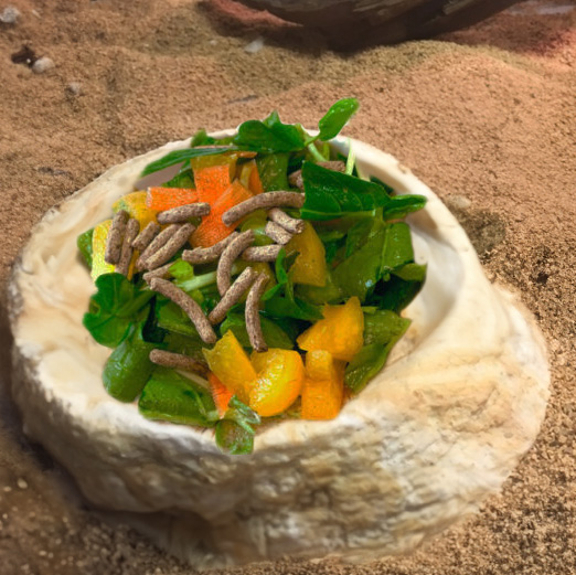 野菜の給餌について